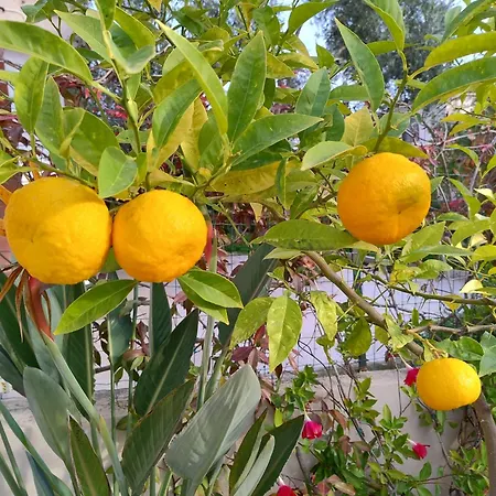 Smeraldo Con Giardino * Монте Петросу