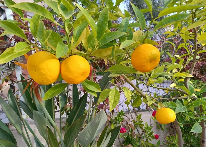 Smeraldo Con Giardino * Monte Petrosu